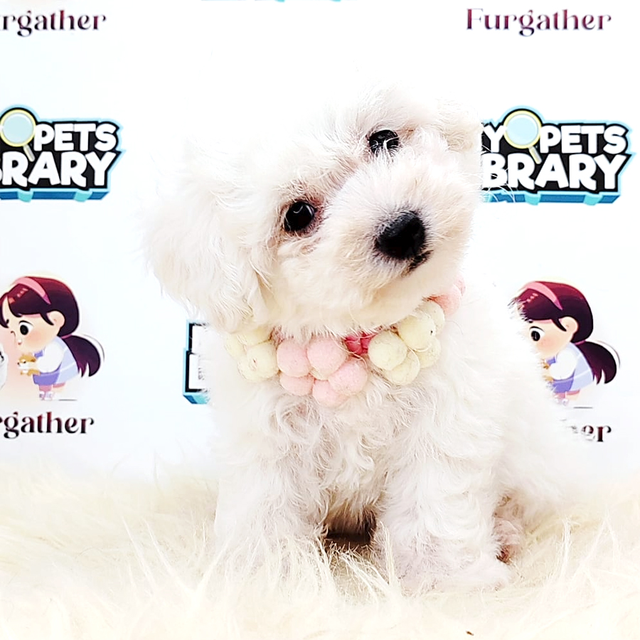 Poodle Puppy (Male) For Sale