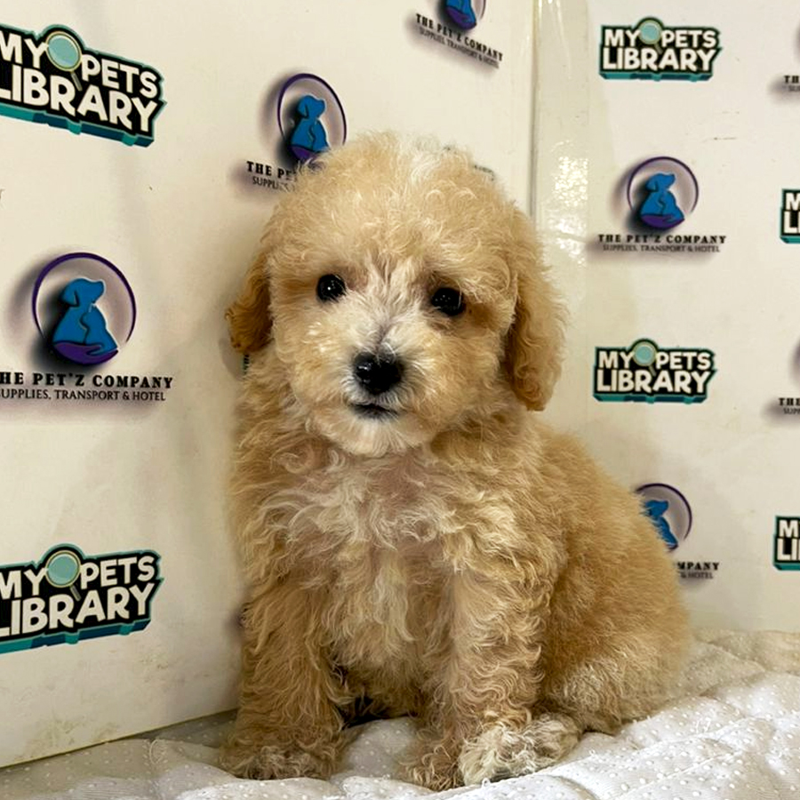 Poodle Puppy (Male) For Sale