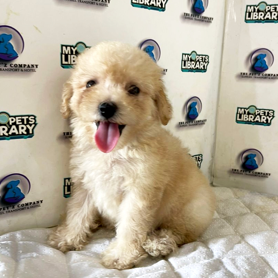 Poodle Puppy (Male) For Sale