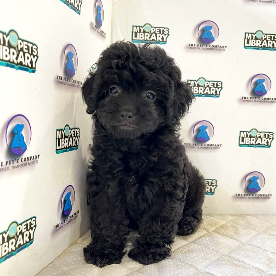 Poodle Puppy (Male) For Sale