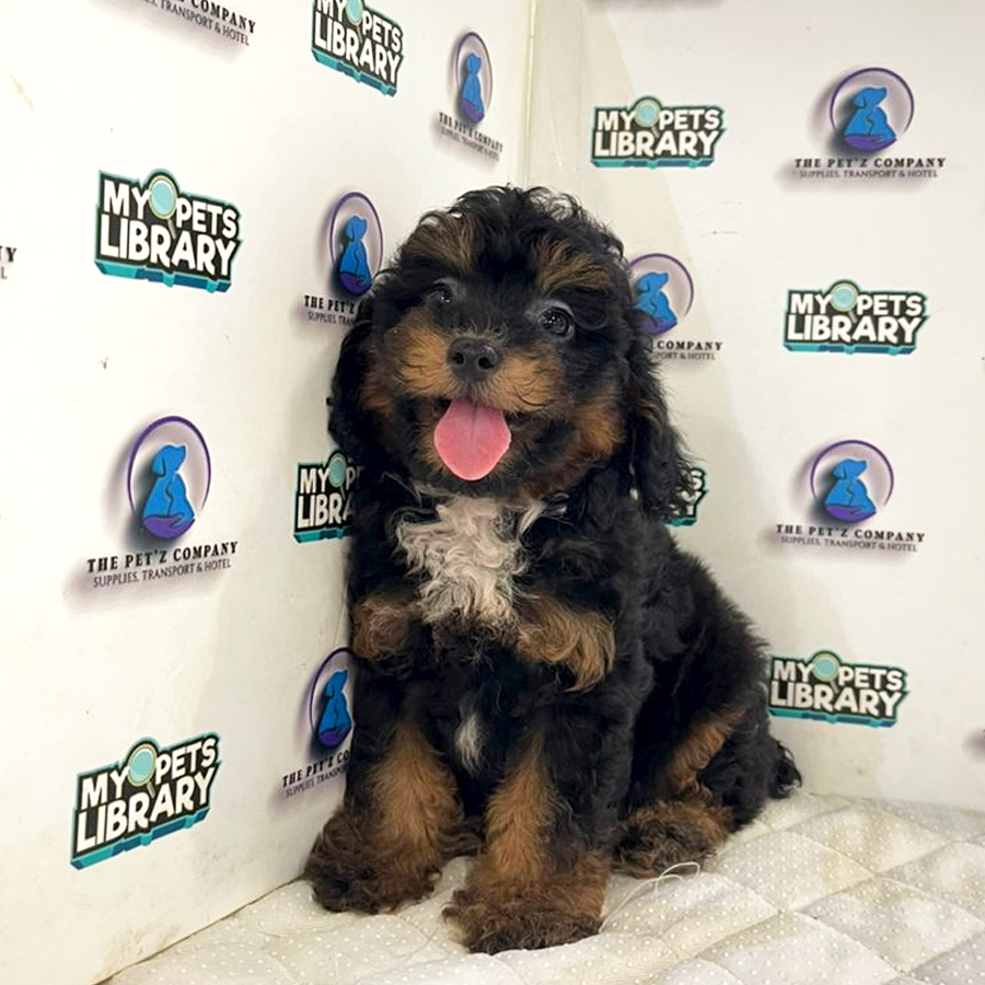Poodle Puppy (Male) For Sale
