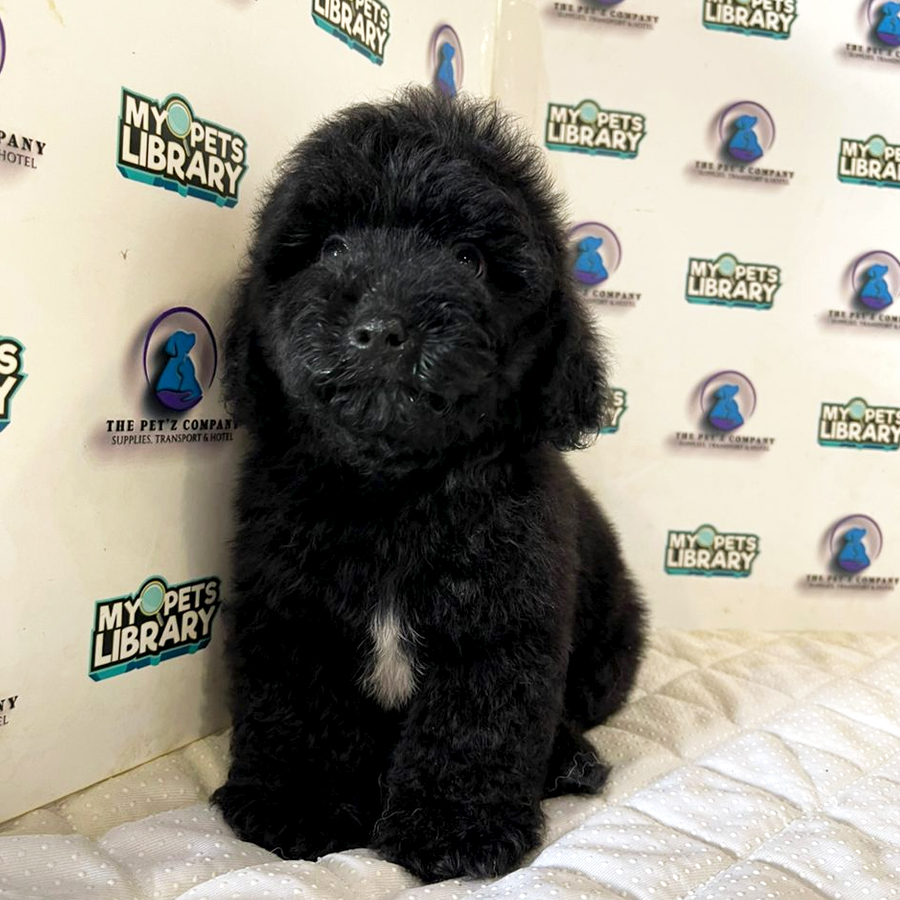 Poodle Puppy (Male) For Sale