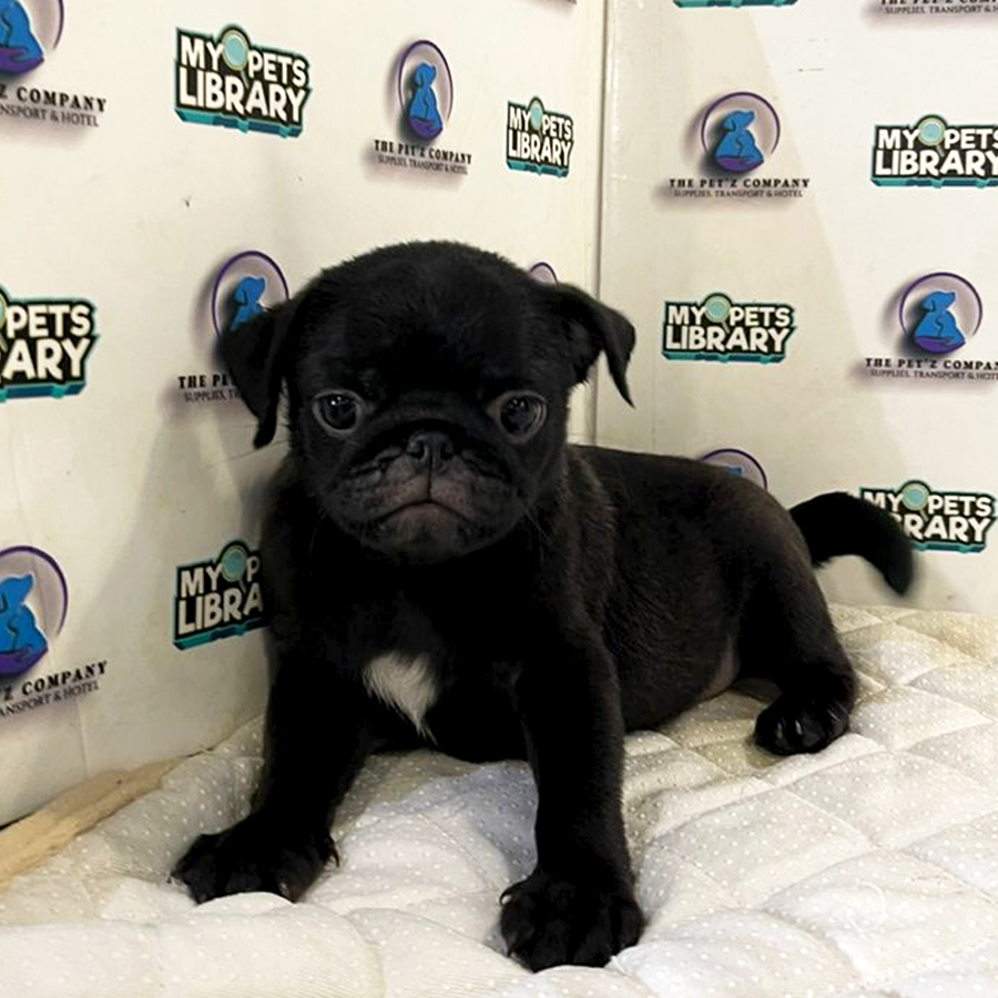 Pug Puppy (Female) For Sale