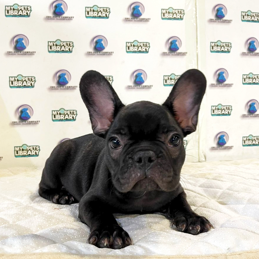 French Bulldog Puppy (Female) For Sale