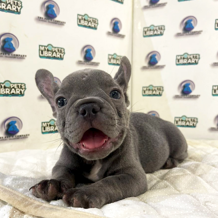 French Bulldog Puppy (Male) For Sale