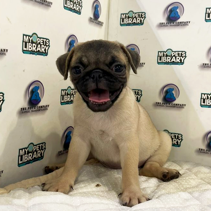 Pug Puppy (Male) For Sale