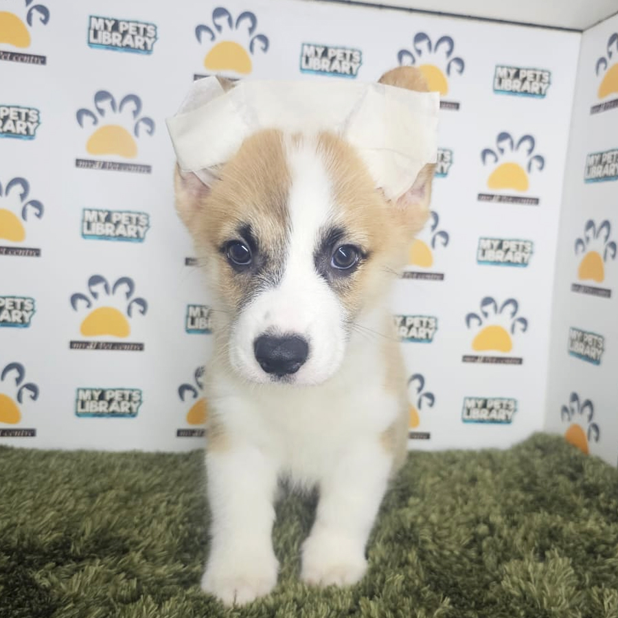 Corgi Puppy (Male) For Sale
