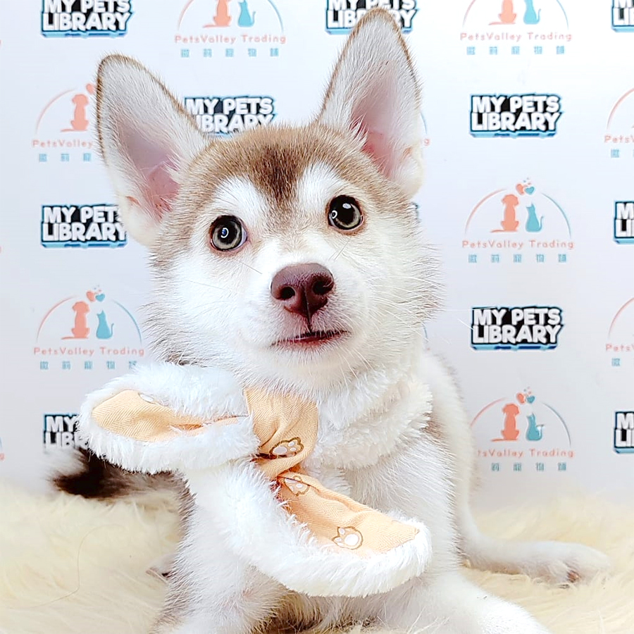 Pomsky Puppy (Female) For Sale