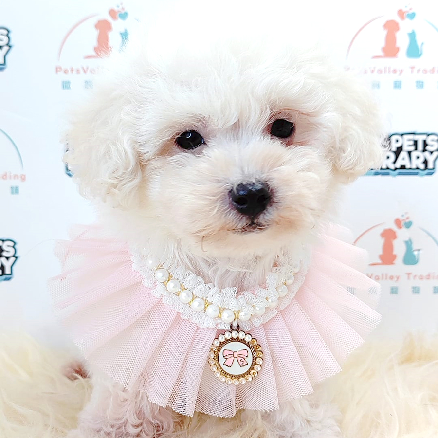 Tiny Poodle Puppy (Male) For Sale