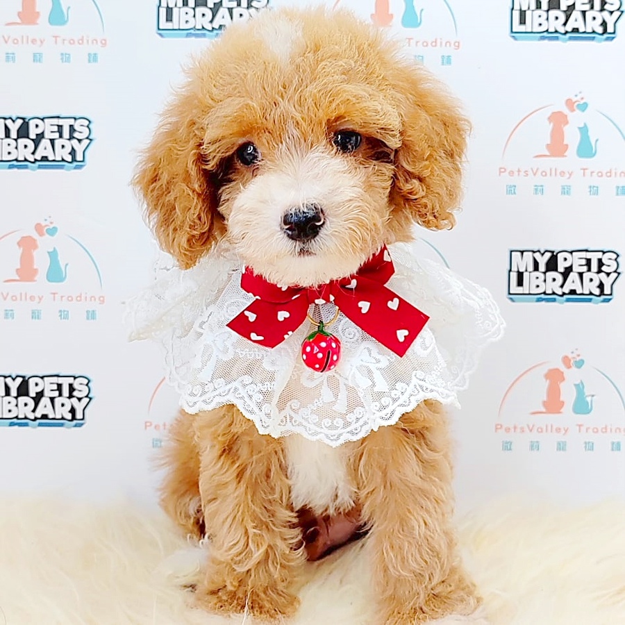 Maltipoo Puppy (Male) For Sale