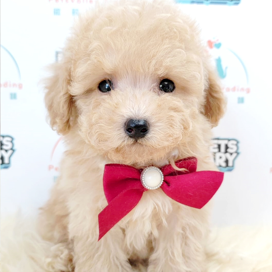 Toy Poodle Puppy (Female) For Sale