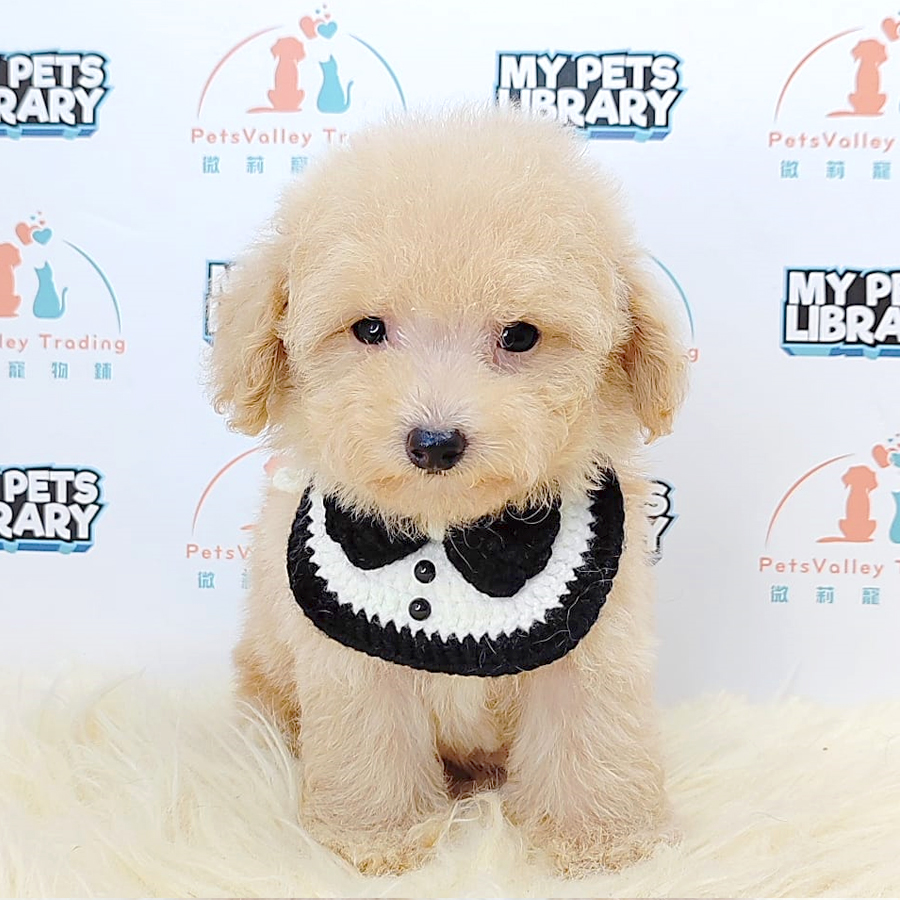 Toy Poodle Puppy (Female) For Sale