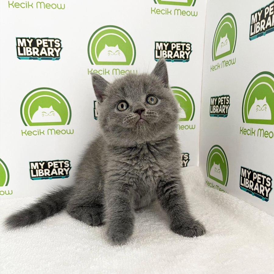 British Shorthair Kitten (Male) For Sale