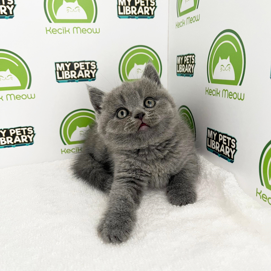 British Shorthair Kitten (Female) For Sale