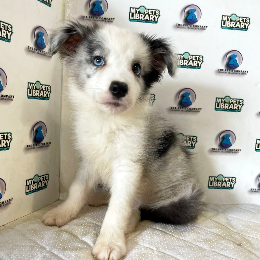 Border Collie Puppy (Male) For Sale
