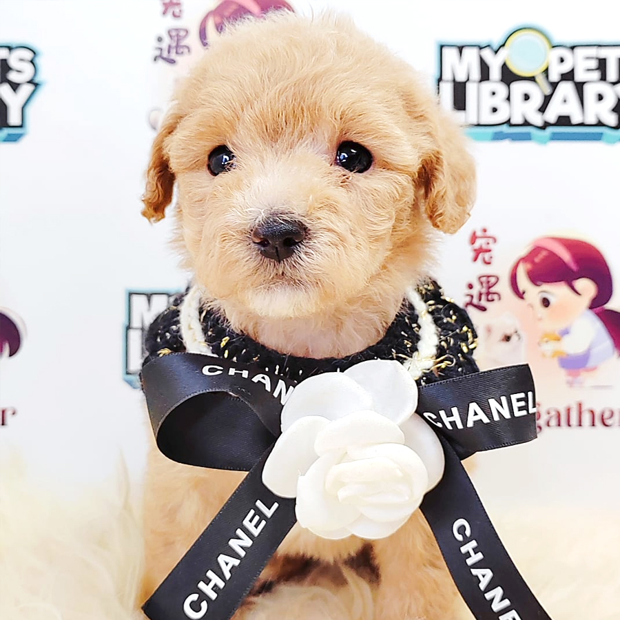 Tiny Poodle Puppy (Female) For Sale