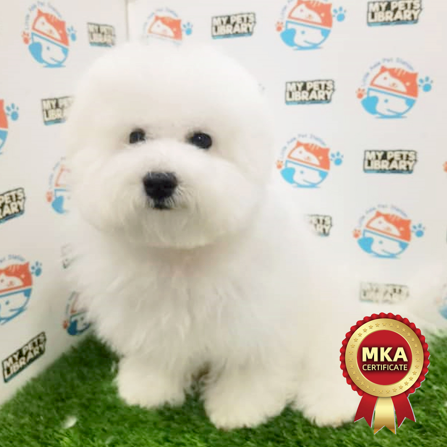 MKA Bichon Frise Puppy (Male) For Sale