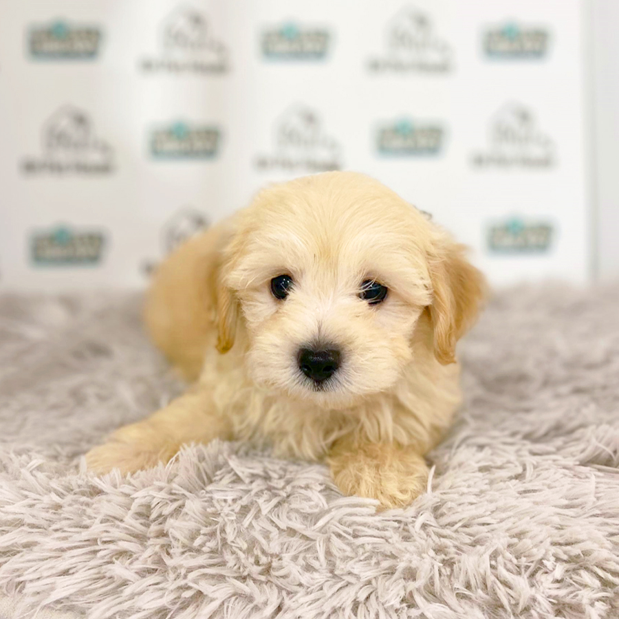 Maltipoo Puppy (Male) For Sale