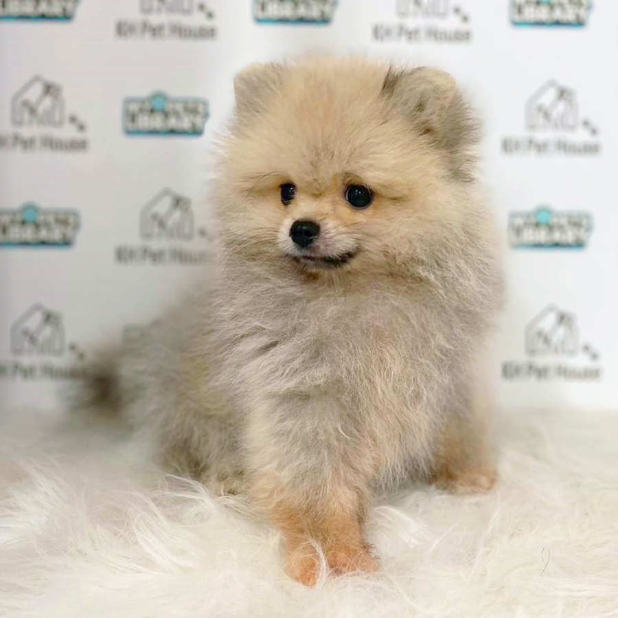 Pomeranian Puppy (Male) For Sale