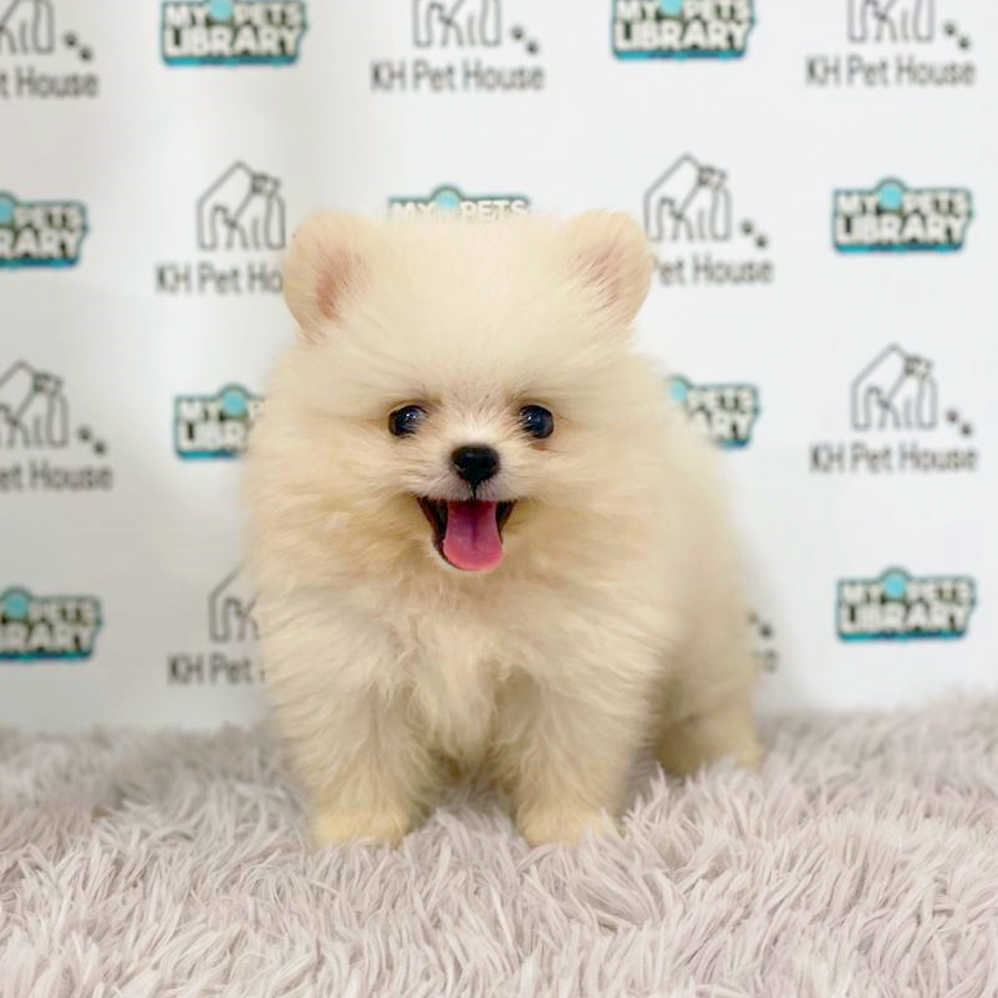 Tiny Pomeranian Puppy (Male) For Sale
