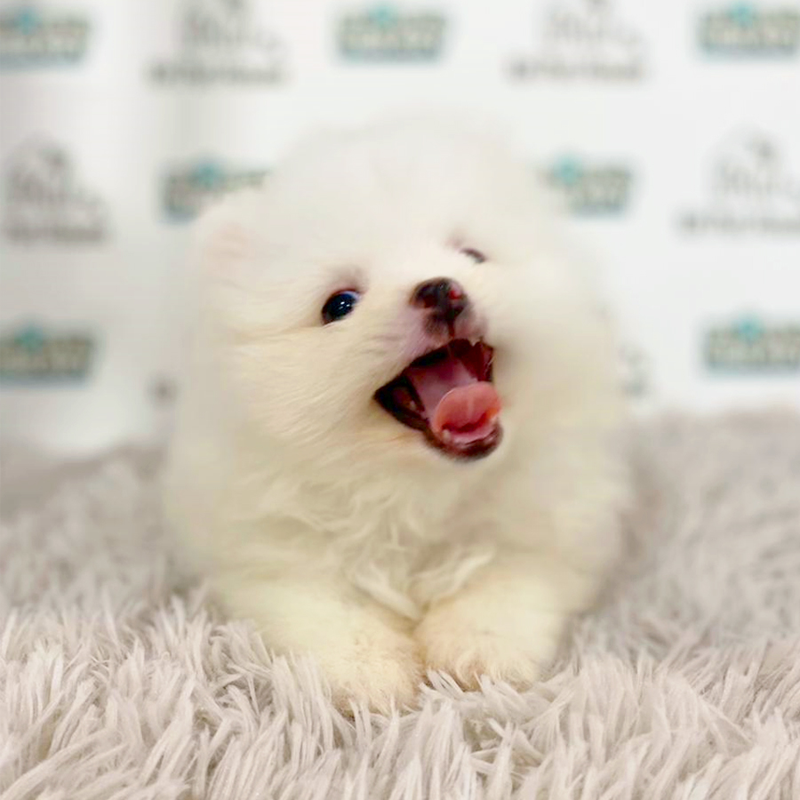 Tiny Pomeranian Puppy (Male) For Sale