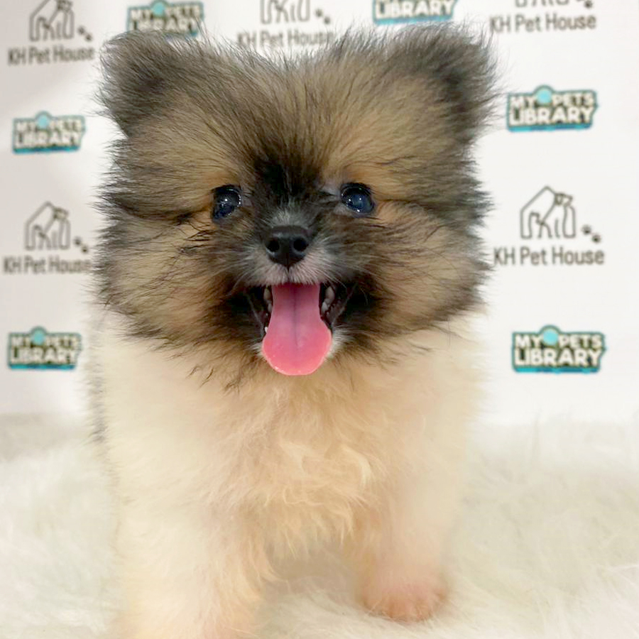Tiny Pomeranian Puppy (Male) For Sale