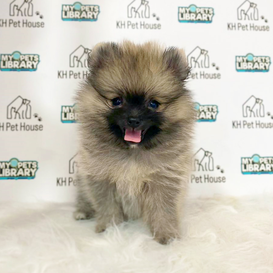 Tiny Pomeranian Puppy (Female) For Sale