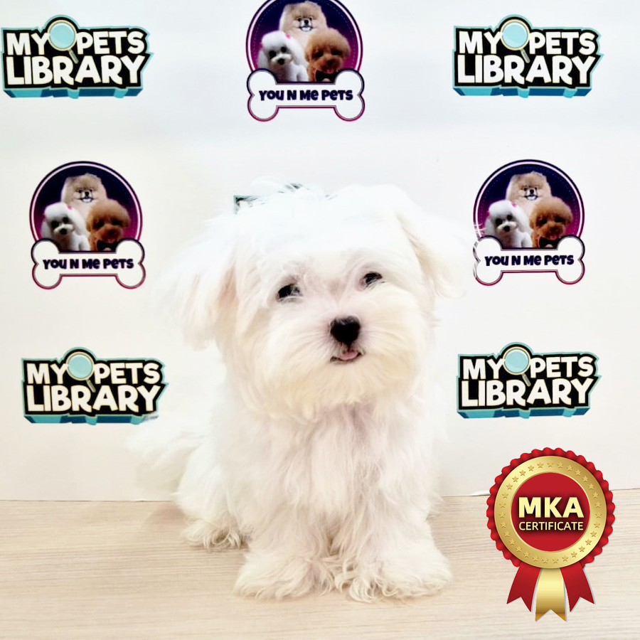 MKA Super Tiny Maltese Puppy (Male) For Sale