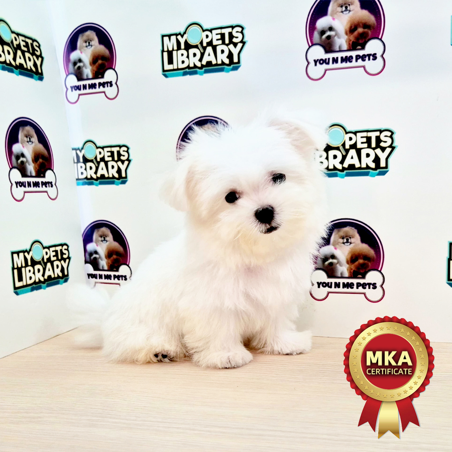 MKA Super Tiny Maltese Puppy (Male) For Sale