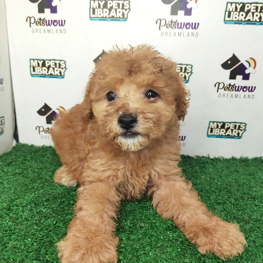 Poodle Puppy (Female) For Sale