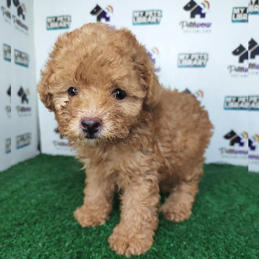 MKA Poodle Puppy (Female) For Sale