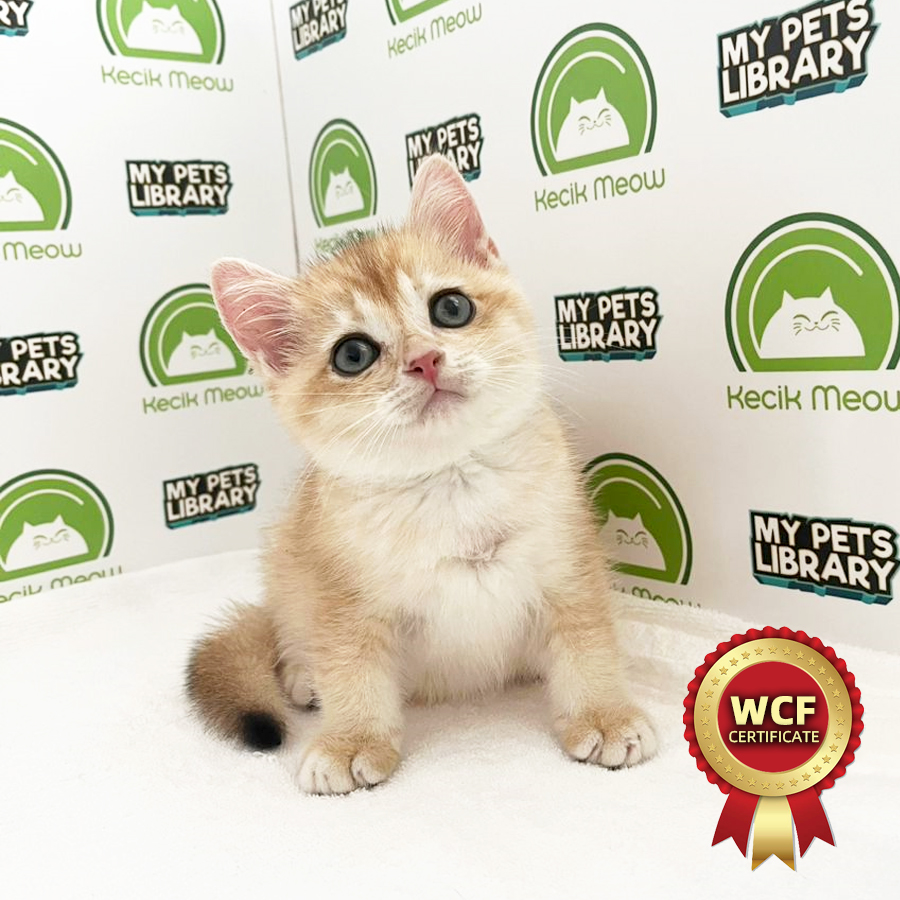 WCF British Shorthair Kitten (Male) For Sale