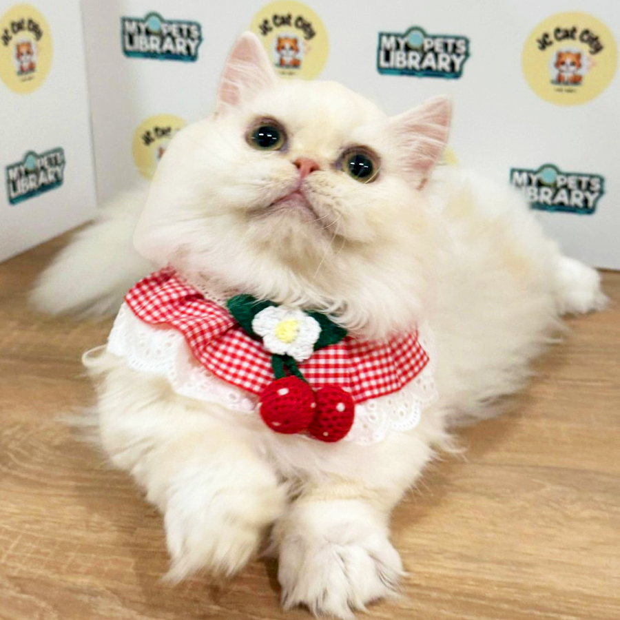 Minuet Napoleon Kitten (Male) For Sale