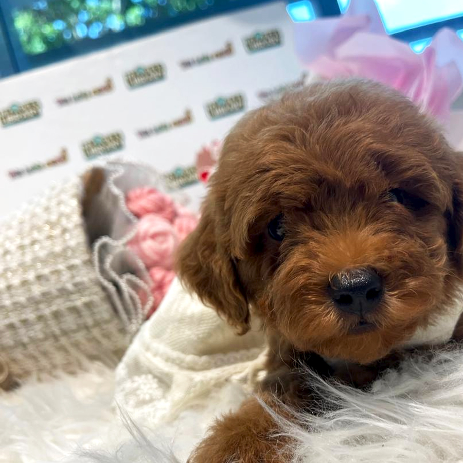 Tiny Poodle Puppy (Female) For Sale