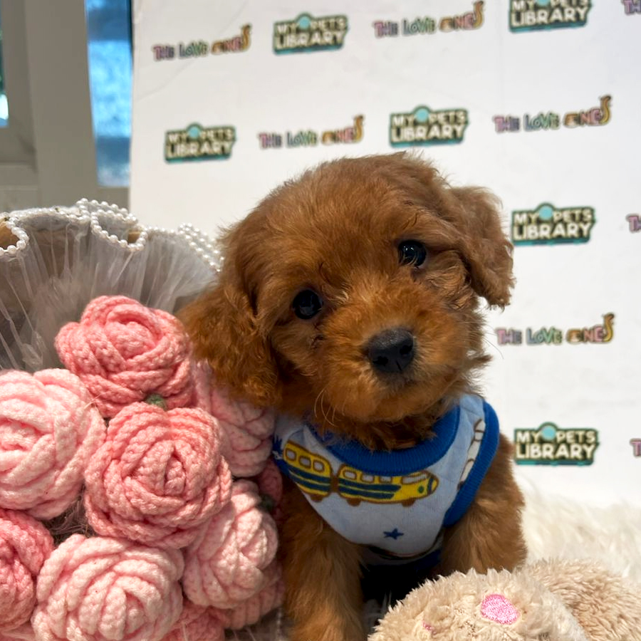 Tiny Poodle Puppy (Female) For Sale