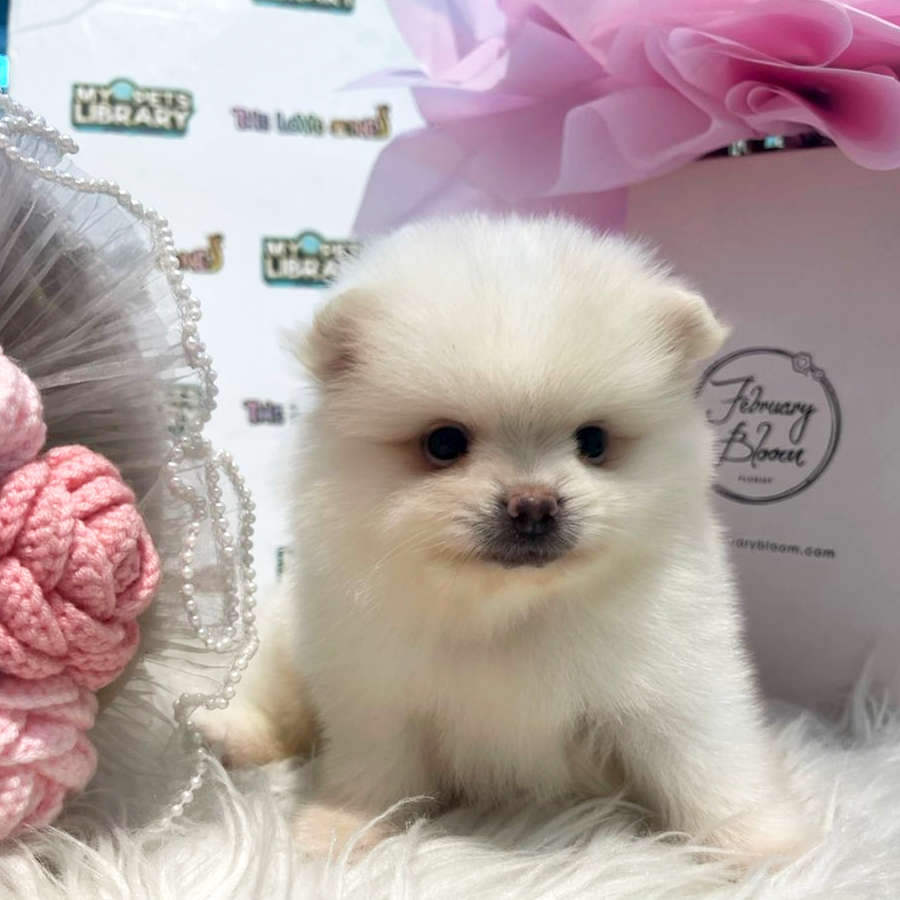 Tiny Pomeranian Puppy (Male) For Sale