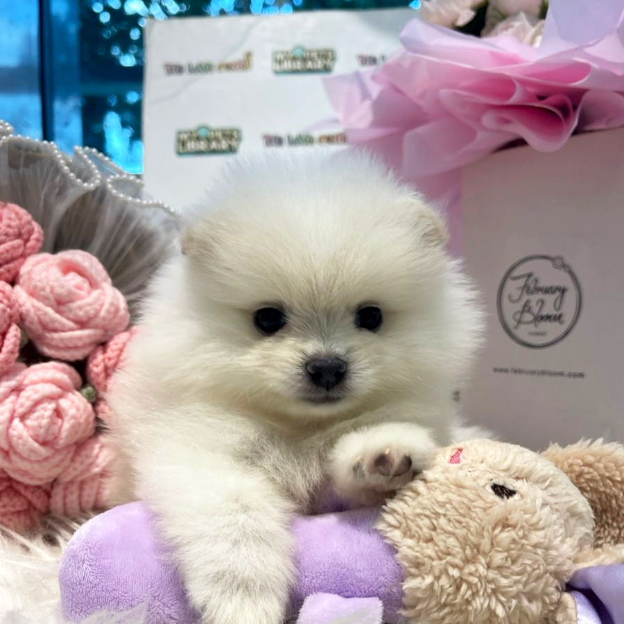 Tiny Pomeranian Puppy (Female) For Sale