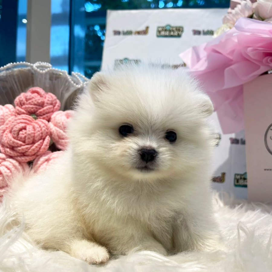 Tiny Pomeranian Puppy (Female) For Sale