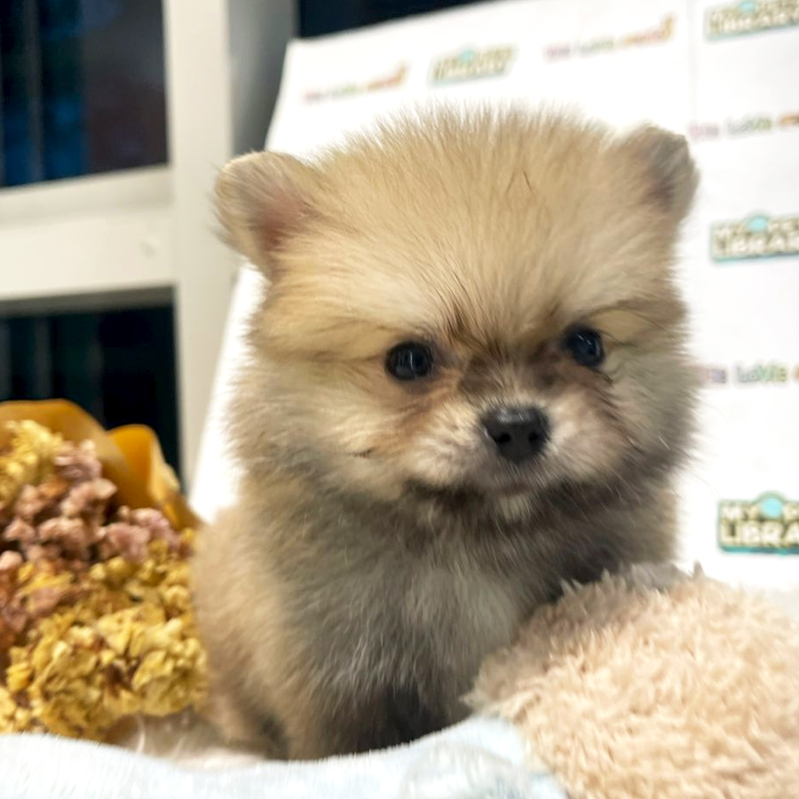 Teacup Pomeranian Puppy (Male) For Sale