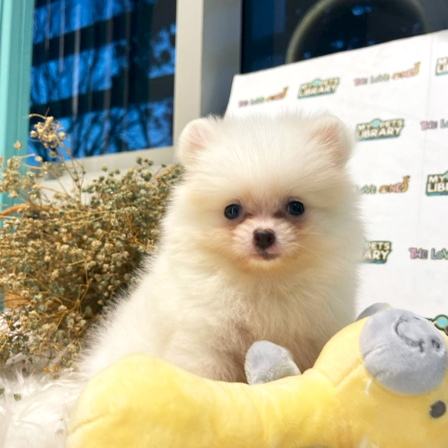 Tiny Pomeranian Puppy (Female) For Sale