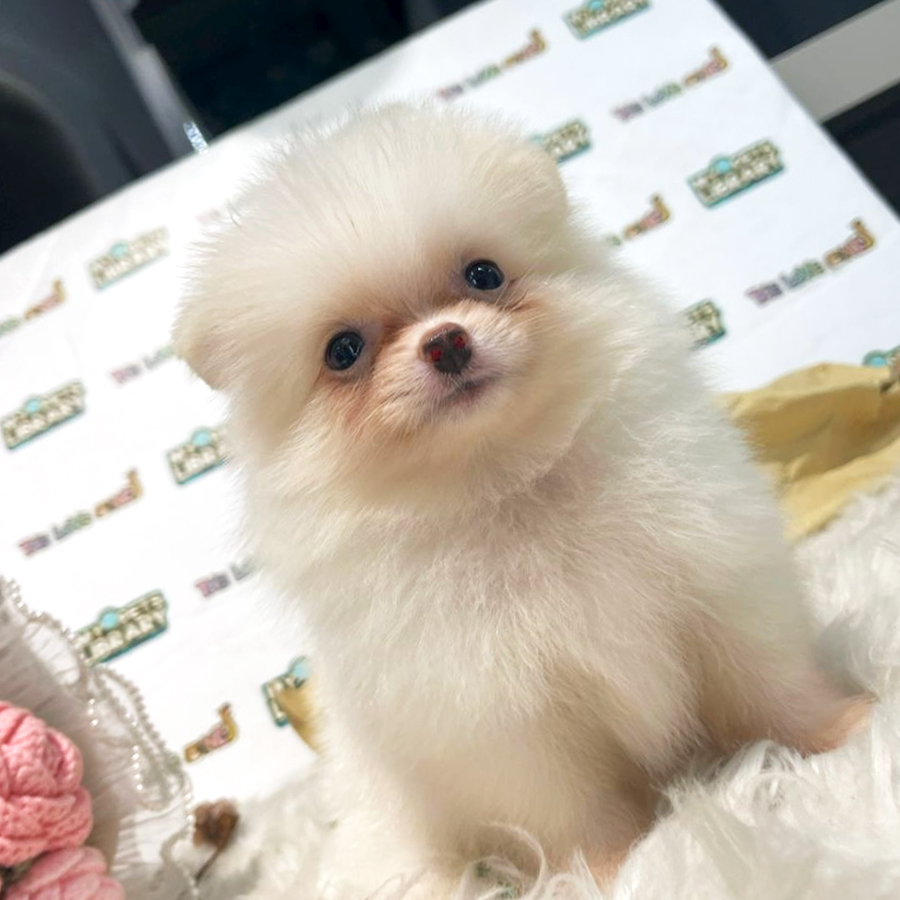 Tiny Pomeranian Puppy (Female) For Sale