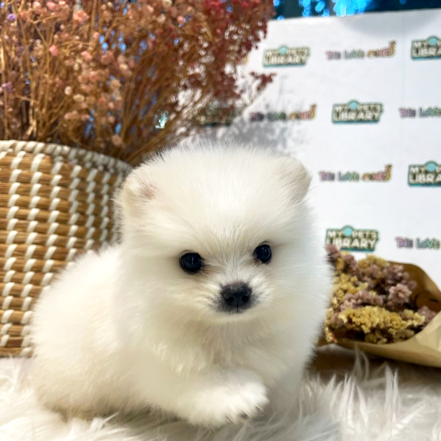 Teacup Pomeranian Puppy (Female) For Sale