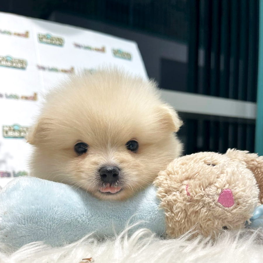 Tiny Pomeranian Puppy (Female) For Sale