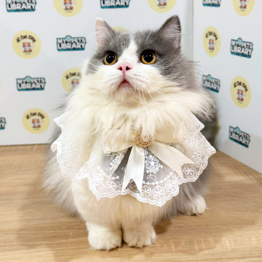 Minuet Napoleon Kitten (Male) For Sale