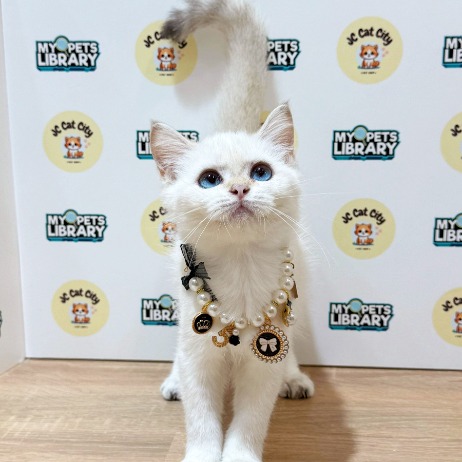British Shorthair Kitten (Female) For Sale