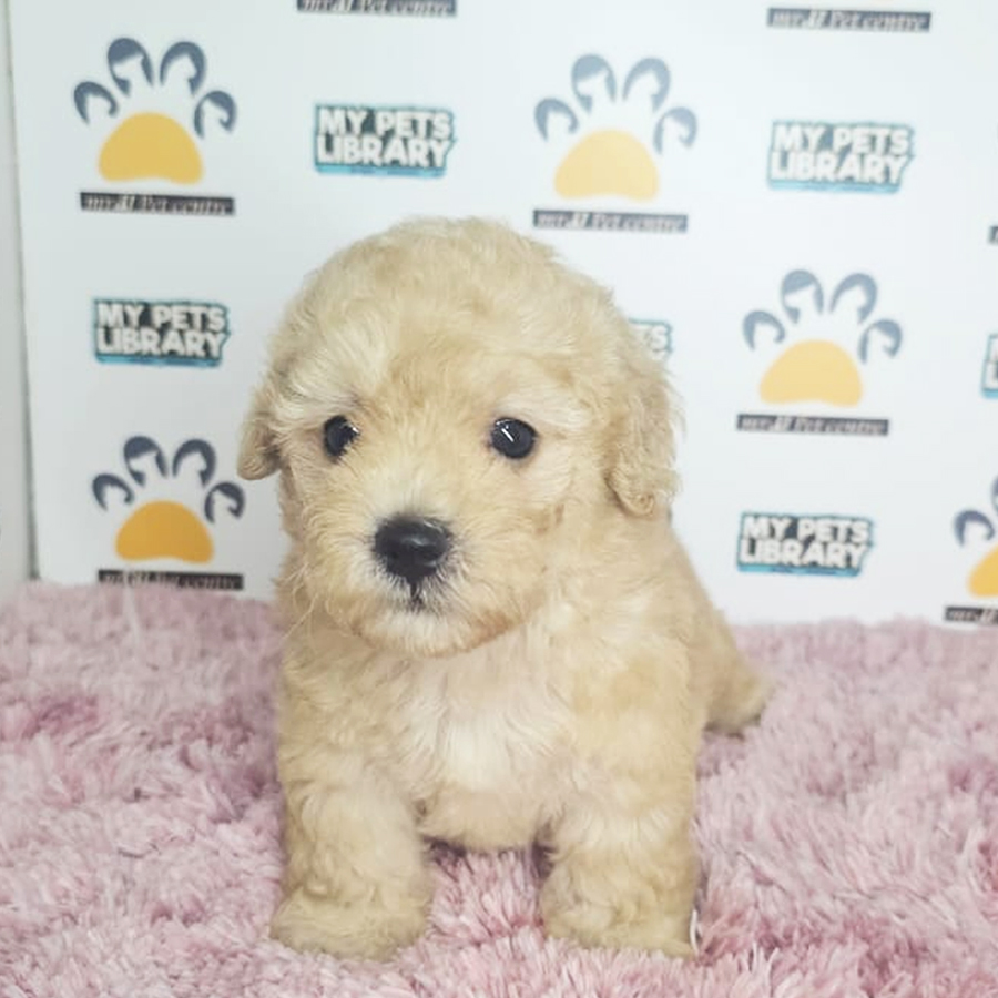 Tiny Poodle Puppy (Female) For Sale