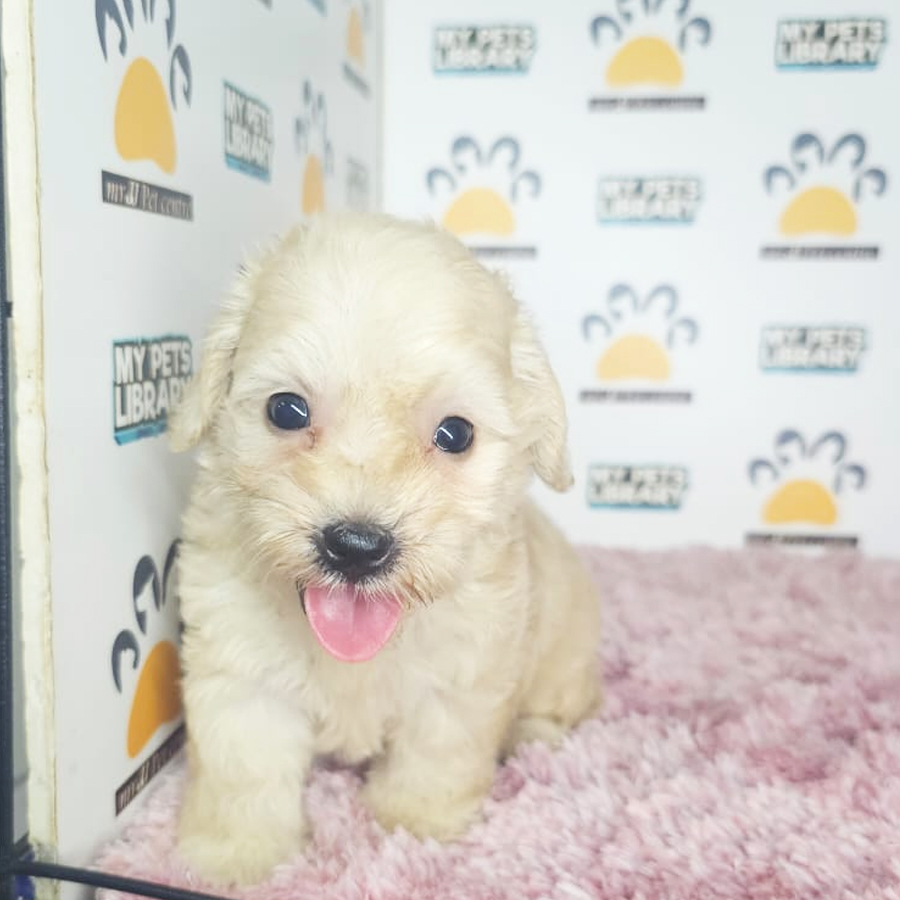 Tiny Poodle Puppy (Female) For Sale