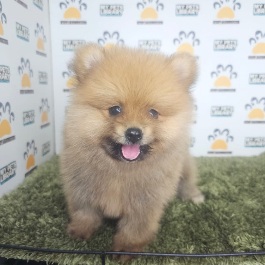 Tiny Pomeranian Puppy (Male) For Sale