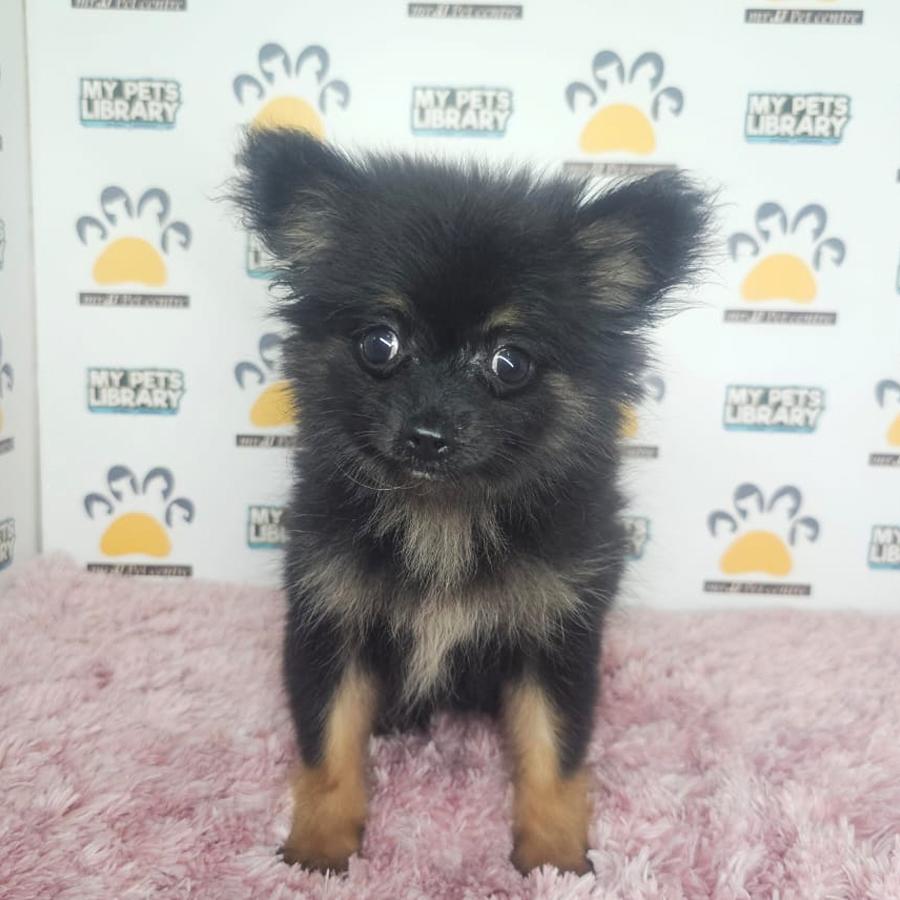 Pomchi Puppy (Female) For Sale