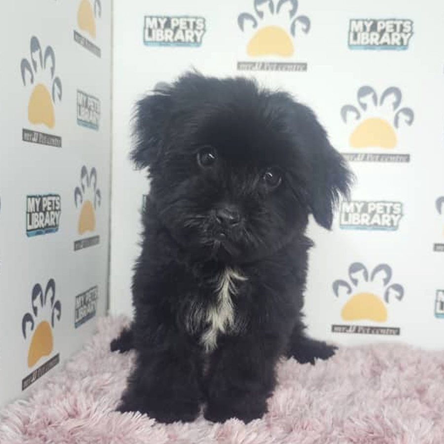 Maltipoo Puppy (Female) For Sale